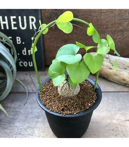 Amazon.co.jp: 将来有望株亀甲竜 G ディオスコレア コーデックス 塊根